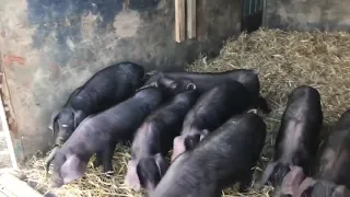 Large Black piglets arriving