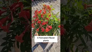 Permanent 5 summer flowering plants #shorts