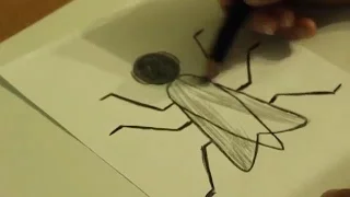Муха   Как нарисовать муху   Учимся рисовать