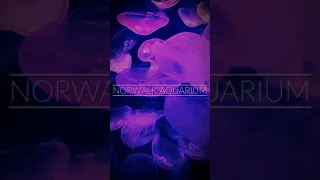 Amazing jellyfish swimming in aquarium with changing lights.