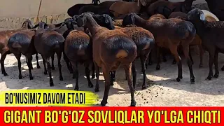 ☎️33-733-43-43 TOJIKISTON BO'G'OZ SOVLIQLAR YO'LGA CHIQTI.