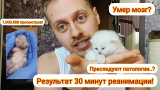 Выжил после смерти! Что стало с котёнком, после 30 минут реанимации?!