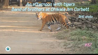 Captivating Tiger Moments at Jim Corbett Park | Dhikala zone