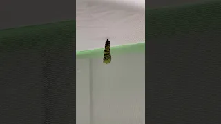 Monarch Caterpillar Pupating Into Its Chrysalis