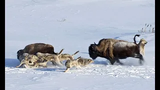 POWERFUL BISON VS PACK OF WOLVES