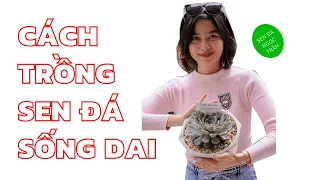 Nhật ký chăm sóc sen đá trong 30 ngày - Cách chọn cây và trồng cây sen đá |SUCCULENTS. 1