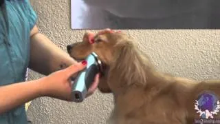 Grooming a Show Style Long Haired Dachshund