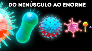Micróbios – Do Menor Ao Maior