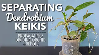 SEPARATING DENDROBIUM KEIKIS | Dividing and Propagating Dendrobium Orchid | Pagpaparami ng Orchids