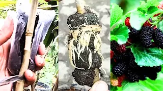 The Complete Process of Mulberry Grafting is Easy, Practical and Successful | Grafting Plants