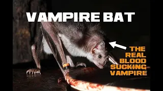 10 Vampire Bat Facts - Halloween Special - The Real-Life Blood-Sucking Vampire - Animal a Day