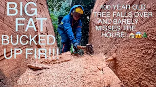 MASSIVE 400 Year Old Fir Falls Over! (Almost Hits The House!)