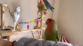 休日の朝を満喫【コザクラ・ジャンボ・インコのいる暮らし】#コザクラインコ #bird#鳥多頭飼い