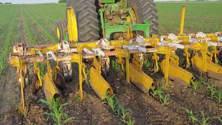 1st Pass Cultivation for Organic corn with Buffalo Cultivator!