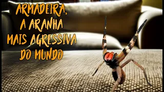 Aranha Armadeira - Como Evitar Picada e o que Fazer