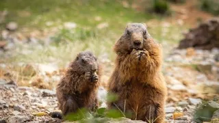 Marmot Animal Funny Jungle Nature video #animals#nature#viral#waterfall #waterfall#viralvideo#ant