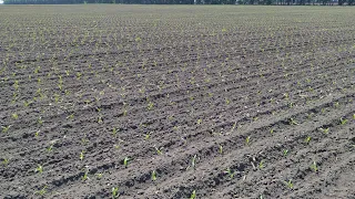 Погане насіння, сівалка чи неправильне міжряддя?// Оглядаю "проблемні посіви" кукурудзи 2021!