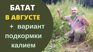 Батат в августе Подкормка калием