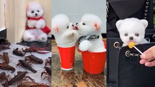 Tik Tok Chó Phốc Sóc Mini 😍 Funny and Cute Pomeranian #82