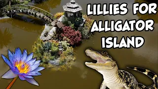 Water Lilies For Alligator Island