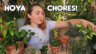 1 hour of HOYA care! Propagating variegated Hoyas, transfer to pon, to soil, repotting and more