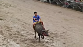 Гонки на буйволах в Таиланде привлекли сотни зрителей (новости)