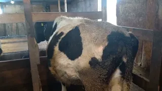 Почему у нас такие худые коровы ?