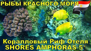 КОРАЛЛОВЫЙ РИФ: ПОДВОДНЫЙ МИР ЕГИПТА   🐠 GREAT UNDERWATER WORLD RED SEA SHARM EL SHEIKH