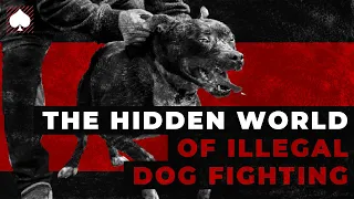 Exposing the Horrors of Illegal Dog Fighting