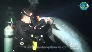 Watch: Dolphin seeks out help from diver