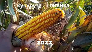 Кукуруза Пивиха  2022 часть 2