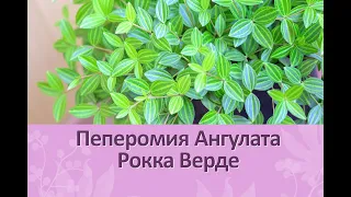 Пеперомия Ангулата Рокка Верде