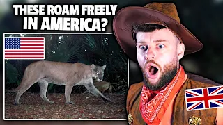 SCARED BRITISH GUY Reacts to TERRIFYING ANIMALS ONLY FOUND IN AMERICA!