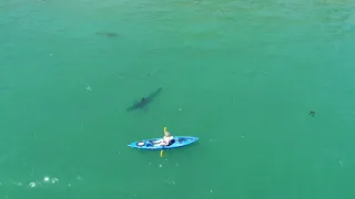 Great White Shark Swims Near Kayaker in Monterey Bay