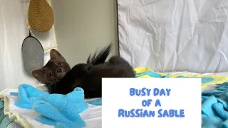 Busy day of Buddy the sable episode 2