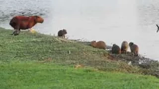 Família de capivaras no Parque Barigüi - Capybaras Family at Barigüi Park