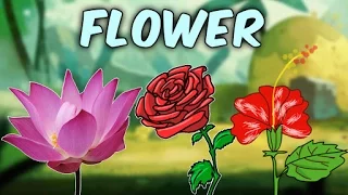 Learn English Flower Names With Pictures | Characteristics Of Different Flowers | Educational Videos