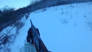 Полювання на кабана без ліцензії. Козуля. Зима 2016