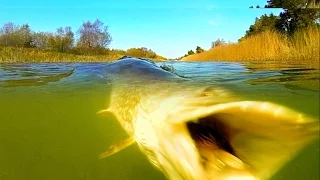 Scary giant monster pike attacks topwater and swallows Mike - a fishing lure in canal.