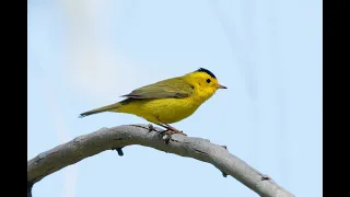 Birding Golden Gate Park, San Francisco, USA, 1/6/24