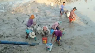 Happy Day! Catching Real Fish 100% | Pond Fishing in the Rice Field