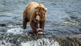 Brown bears feed at Brooks Falls in Katmai National Park and Preserve