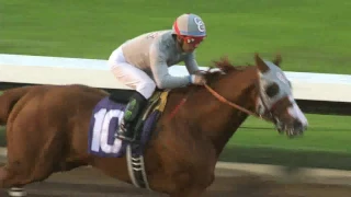 The legend California Chrome's final start in California at Los Aalmitos- 12/17/16