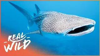 Whale Shark: Amazing Lifestyle Of The Largest Fish In The Sea | Australia's Wild Places | Real Wild