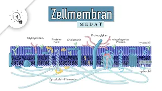 Zellmembran - Biomembran | Aufbau & Funktion | MedAT | Biologie