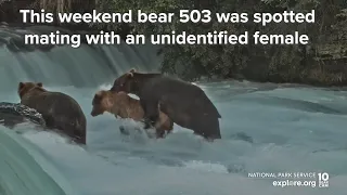 Brown Bears Mating at Brooks Falls