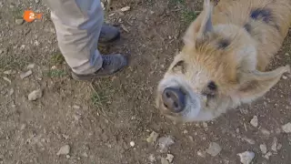 Wie schlau sind Schweine ZDF Terra X