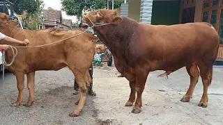 excellent black and white cow meeting ! cow bull mating ! cow crossing