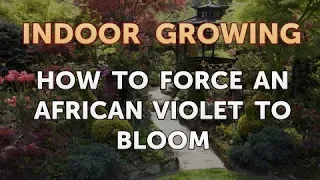 How to Force an African Violet to Bloom