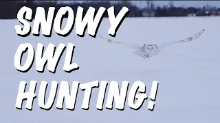 SNOWY OWL on the Hunt.